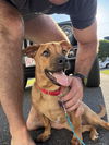 adoptable Dog in Oak Bluffs, MA named Gus Gus