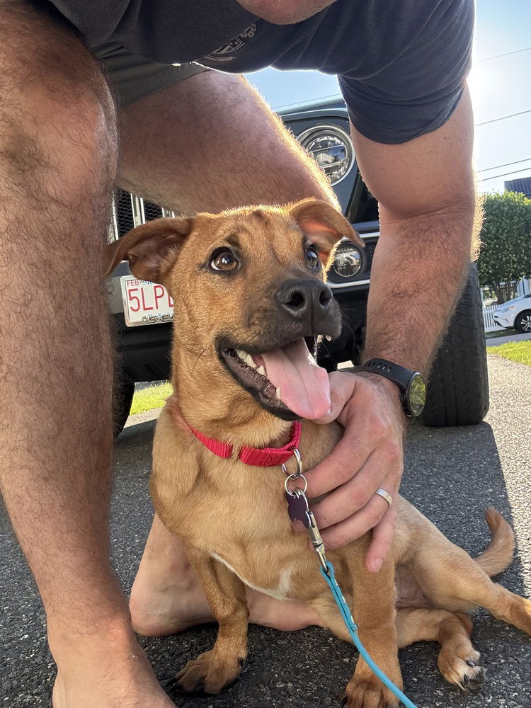adoptable Dog in Oak Bluffs, MA named Gus Gus