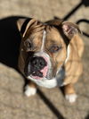 adoptable Dog in  named Marty