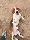 adoptable Dog in Oak Bluffs, MA named Otter
