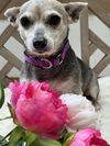 adoptable Dog in  named Adina