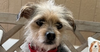 adoptable Dog in oak bluffs, MA named Freeda