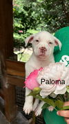 adoptable Dog in  named Paloma