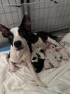 adoptable Dog in  named Pinta