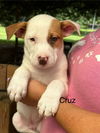 adoptable Dog in oak bluffs, MA named Cruz