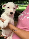 adoptable Dog in oak bluffs, MA named Faro