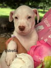 adoptable Dog in oak bluffs, MA named Estrella