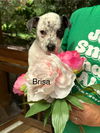 adoptable Dog in  named Brisa