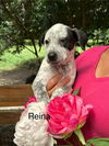 adoptable Dog in  named Reina