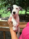 adoptable Dog in oak bluffs, MA named Diego