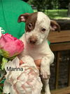adoptable Dog in  named Marina