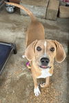 adoptable Dog in Oak Bluffs, MA named Kane