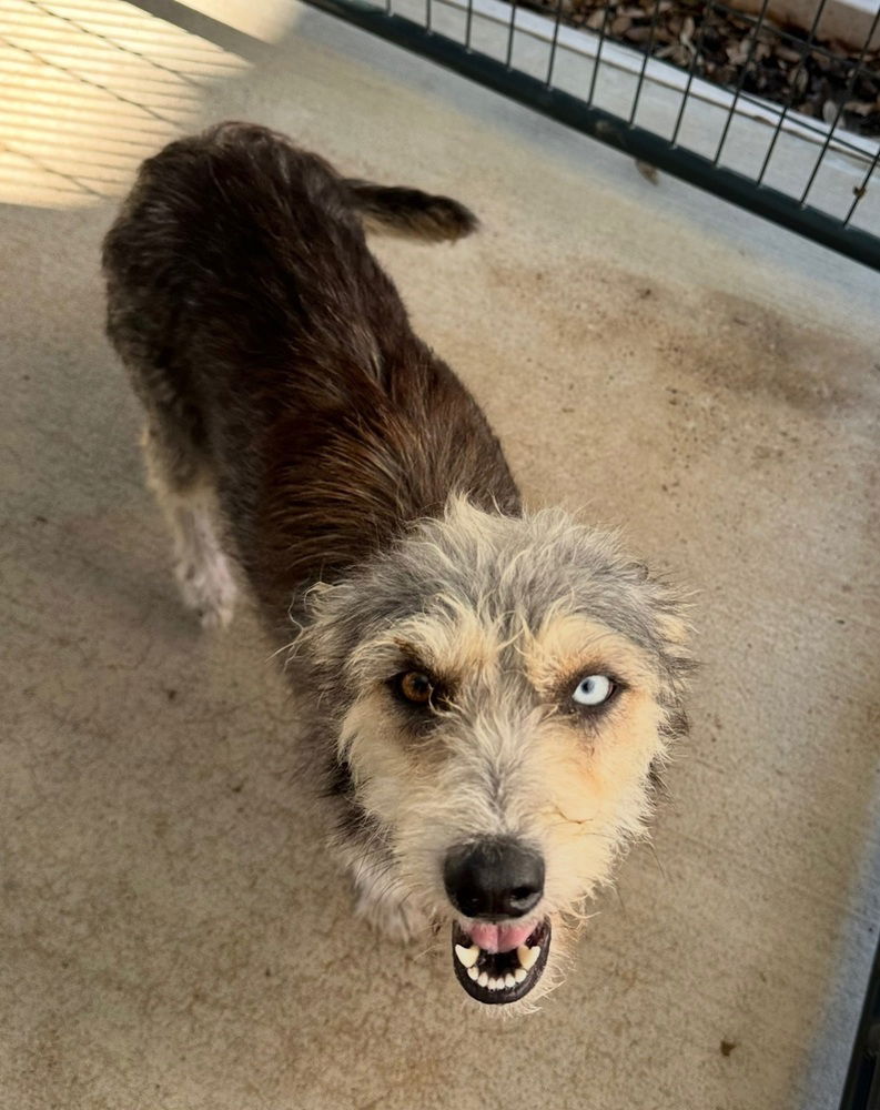 adoptable Dog in Oak Bluffs, MA named Aspen