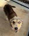 adoptable Dog in  named Aspen