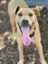 adoptable Dog in Oak Bluffs, MA named Eloise