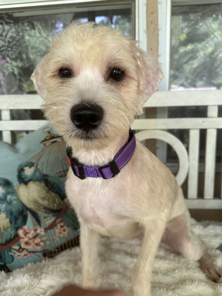 adoptable Dog in Oak Bluffs, MA named Addy