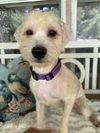 adoptable Dog in  named Addy