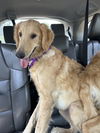 adoptable Dog in  named June