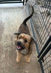 adoptable Dog in oak bluffs, MA named Gigi
