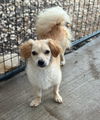 adoptable Dog in , MA named Trixie