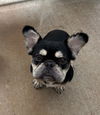 adoptable Dog in , MA named Max