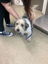 adoptable Dog in  named Milo