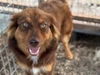 adoptable Dog in  named Tilly