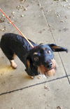 adoptable Dog in , MA named Dasher