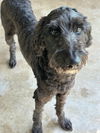 adoptable Dog in  named Peggy