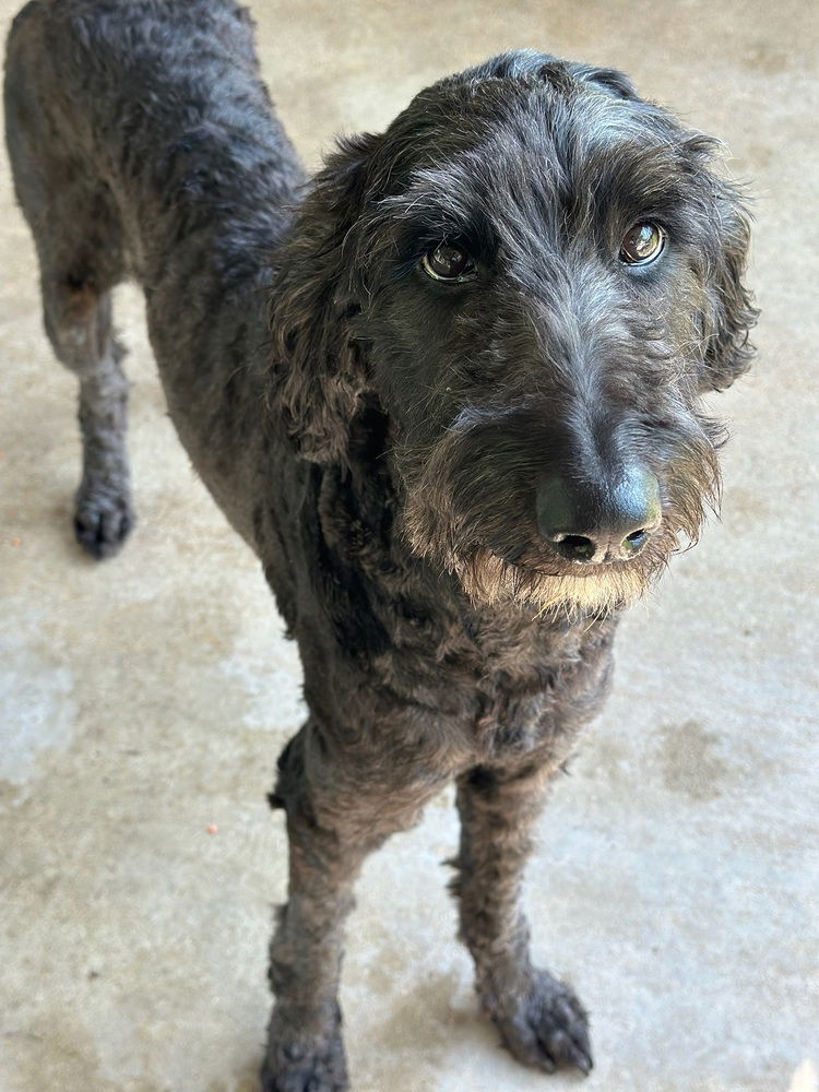 adoptable Dog in Oak Bluffs, MA named Peggy