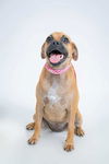 adoptable Dog in , MA named Sandy