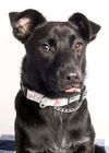 adoptable Dog in  named Tina