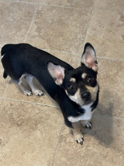 BRUCE - Chihuahua available for adoption