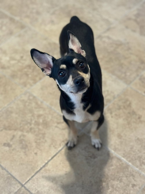 BRUCE - Chihuahua available for adoption
