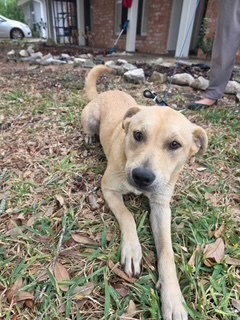 picture of the dog needing adoption