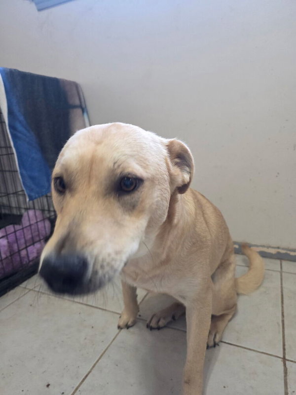 Sopapia