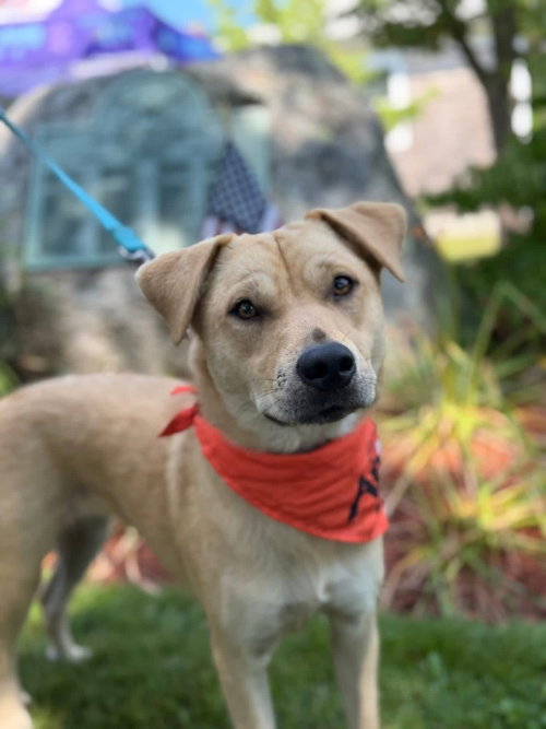 Sopapia, an adoptable Labrador Retriever in Oak Bluffs, MA