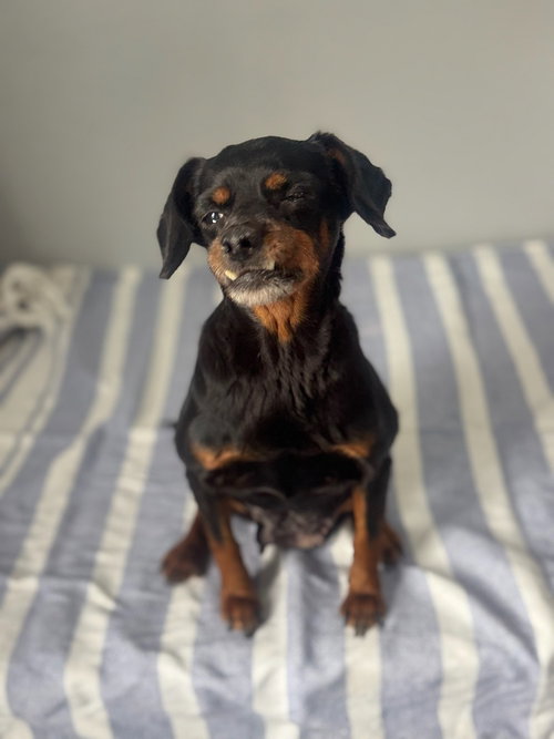 picture of the dog needing adoption