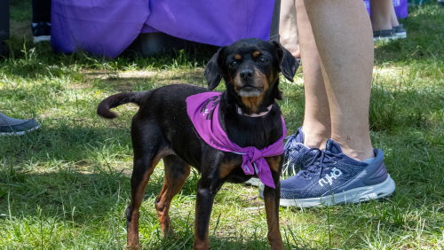 Edna, an adoptable Chihuahua in Oak Bluffs, MA