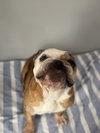 Lola - Photo 2