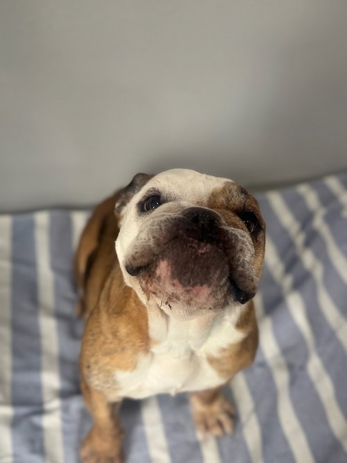 LOLA - English Bulldog available for adoption