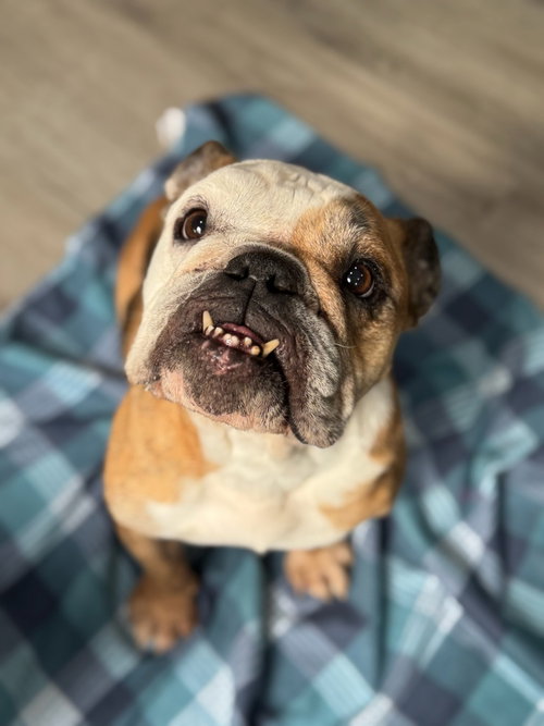 Lola — thumbnail 3