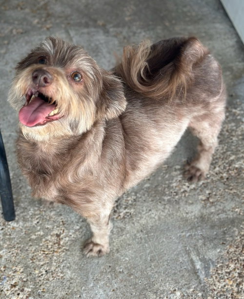 BEAR - Pekingese available for adoption