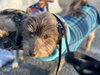Bear - Photo 4