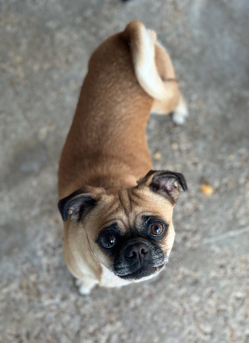 DOLCE - Pug available for adoption
