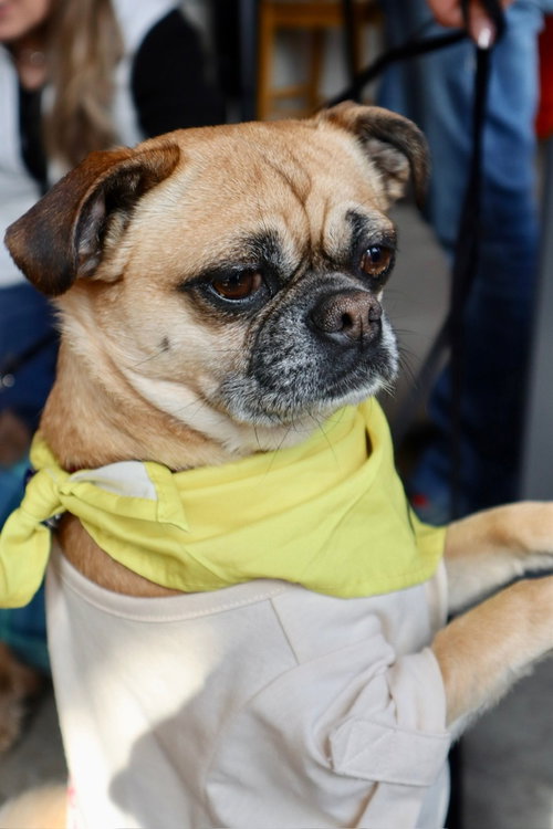 Dolce, an adoptable Pug in Oak Bluffs, MA