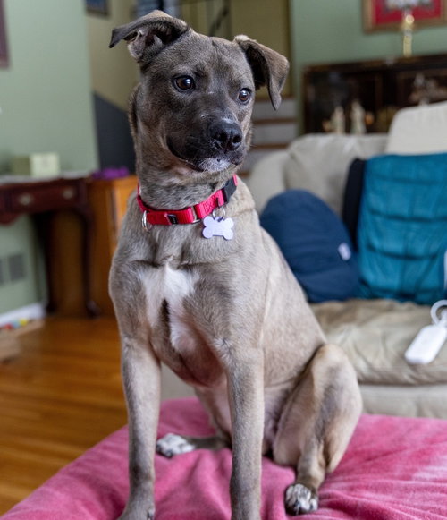 Cymbalta, an adoptable Labrador Retriever in Oak Bluffs, MA