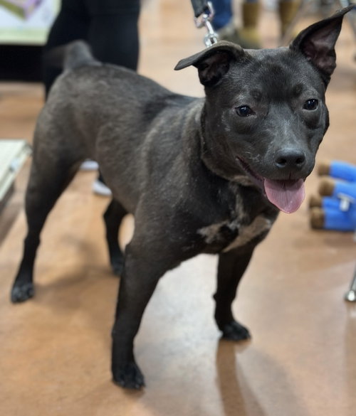 Lexapro, an adoptable Labrador Retriever in Oak Bluffs, MA