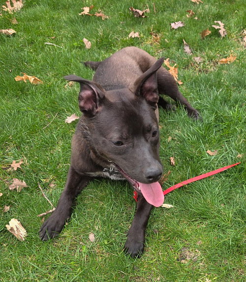 Lexapro, an adoptable Labrador Retriever in Oak Bluffs, MA