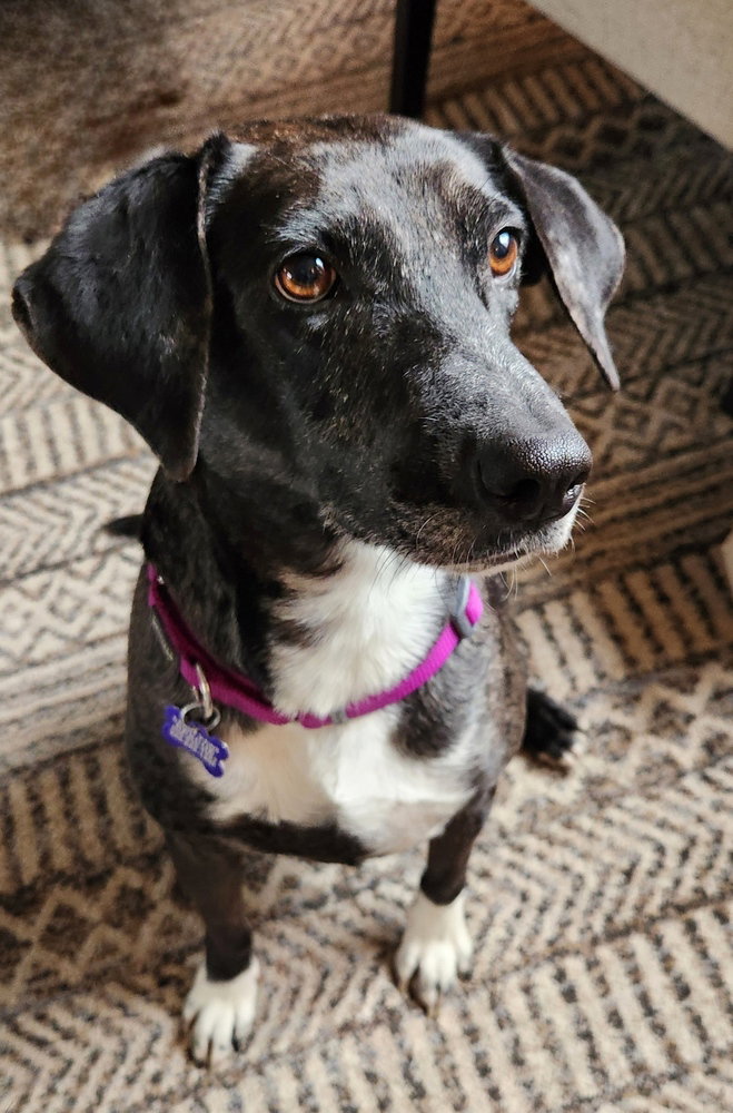 Pepper